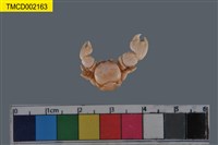 藏品(瓷蟹科)的圖片